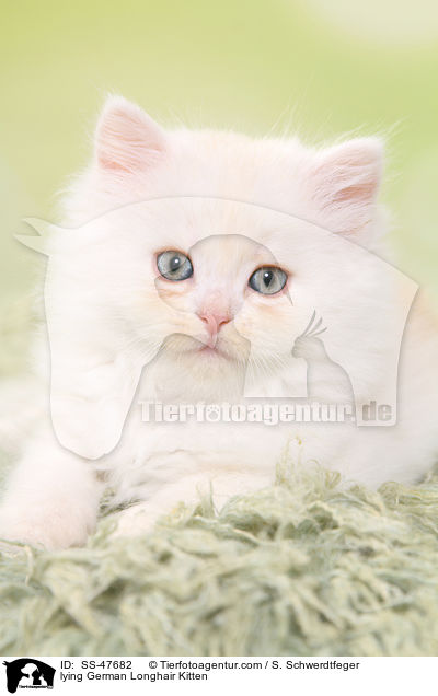 liegendes Deutsch Langhaar Ktzchen / lying German Longhair Kitten / SS-47682
