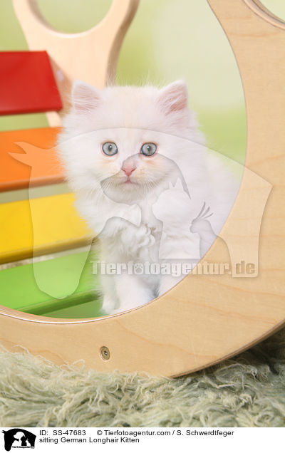 sitzendes Deutsch Langhaar Ktzchen / sitting German Longhair Kitten / SS-47683