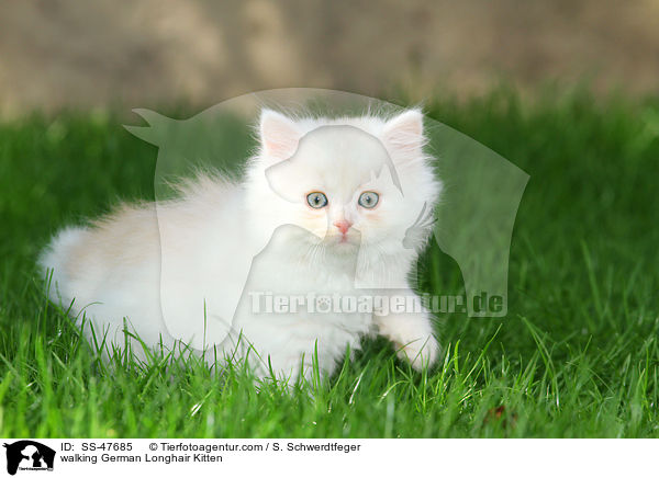 laufendes Deutsch Langhaar Ktzchen / walking German Longhair Kitten / SS-47685
