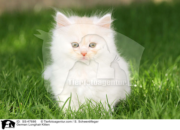 Deutsch Langhaar Ktzchen / German Longhair Kitten / SS-47686
