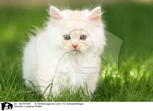 Deutsch Langhaar Ktzchen / German Longhair Kitten / SS-47687