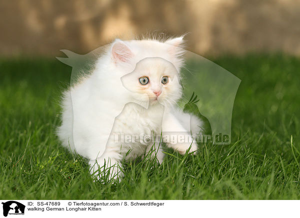laufendes Deutsch Langhaar Ktzchen / walking German Longhair Kitten / SS-47689