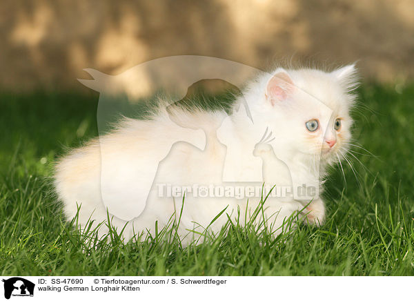 laufendes Deutsch Langhaar Ktzchen / walking German Longhair Kitten / SS-47690