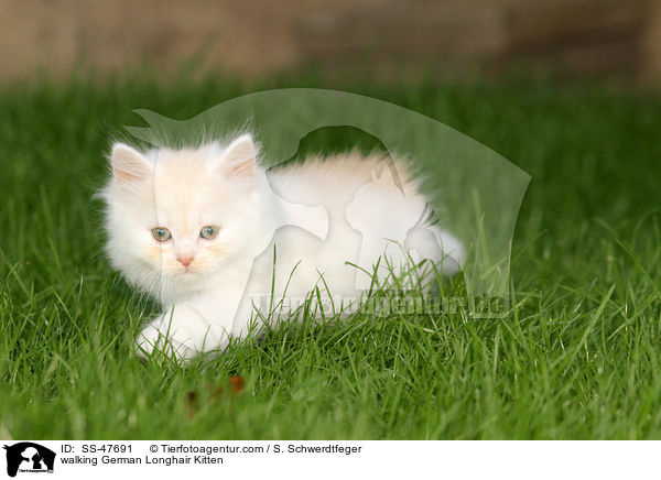 laufendes Deutsch Langhaar Ktzchen / walking German Longhair Kitten / SS-47691