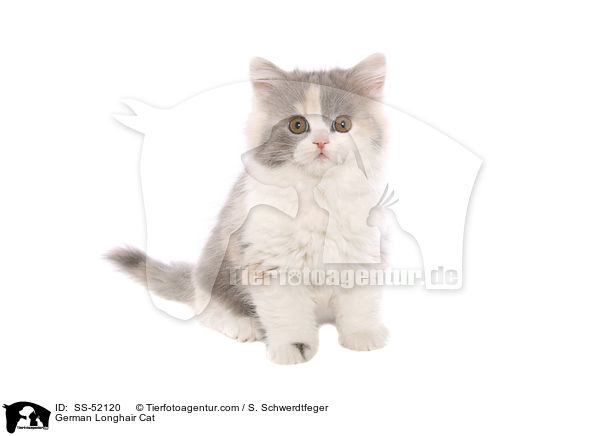 Deutsch Langhaar Ktzchen / German Longhair Cat / SS-52120