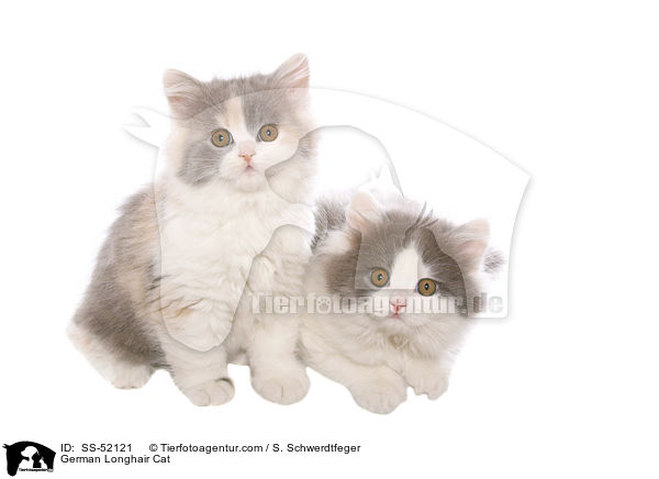 2 Deutsch Langhaar Ktzchen / German Longhair Cat / SS-52121