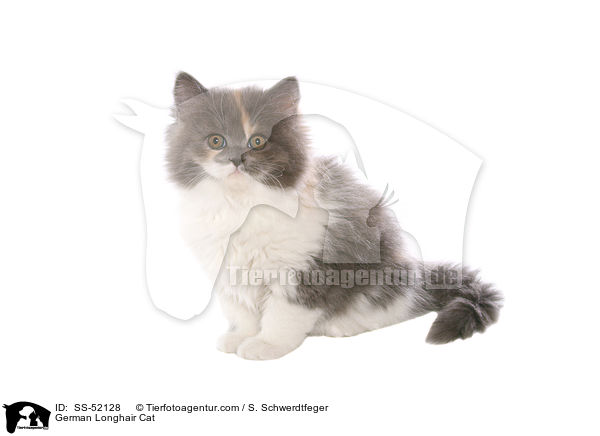 Deutsch Langhaar Ktzchen / German Longhair Cat / SS-52128
