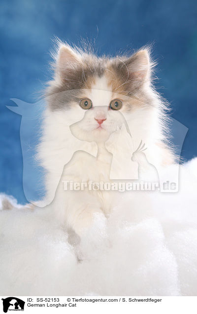 Deutsch Langhaar Ktzchen / German Longhair Cat / SS-52153