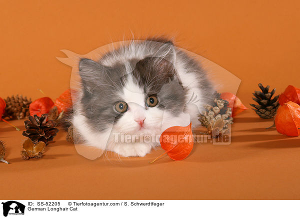 Deutsch Langhaar Ktzchen / German Longhair Cat / SS-52205