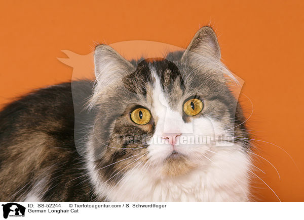 Deutsch Langhaar Portrait / German Longhair Cat / SS-52244