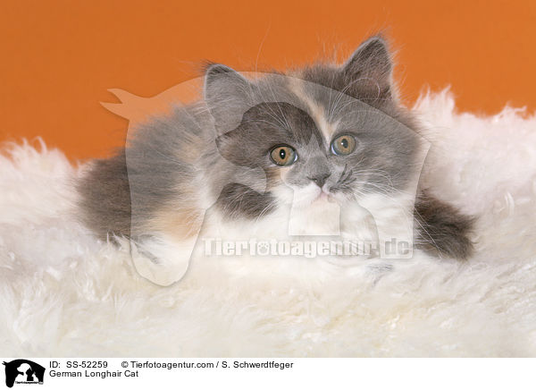Deutsch Langhaar Ktzchen / German Longhair Cat / SS-52259