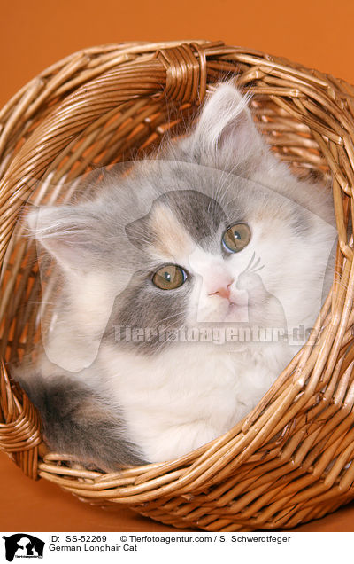 Deutsch Langhaar Ktzchen / German Longhair Cat / SS-52269