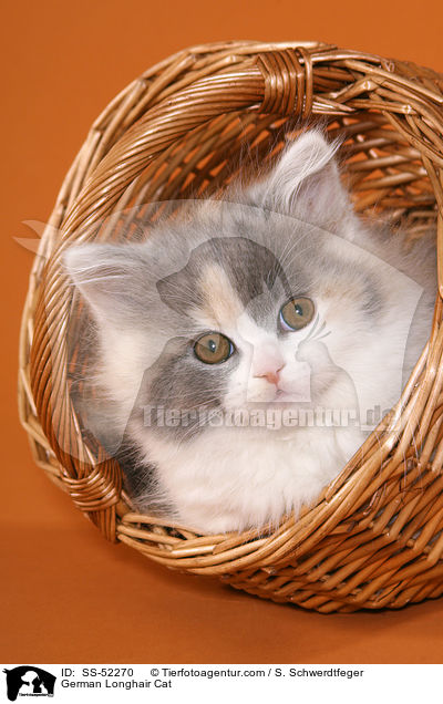 Deutsch Langhaar Ktzchen / German Longhair Cat / SS-52270