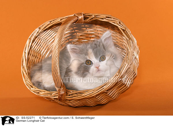 Deutsch Langhaar Ktzchen / German Longhair Cat / SS-52271