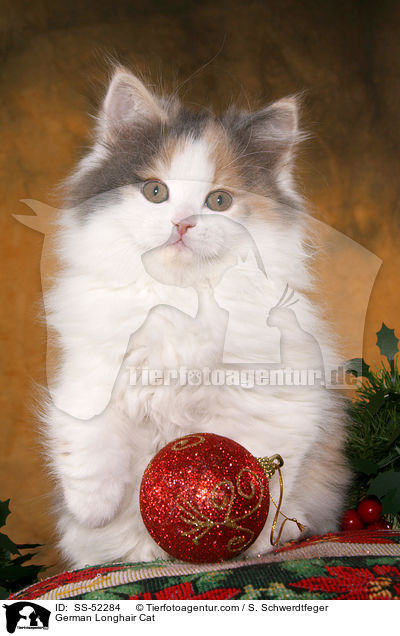 Deutsch Langhaar Ktzchen / German Longhair Cat / SS-52284