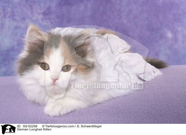 Deutsch Langhaar Ktzchen / German Longhair Kitten / SS-52298
