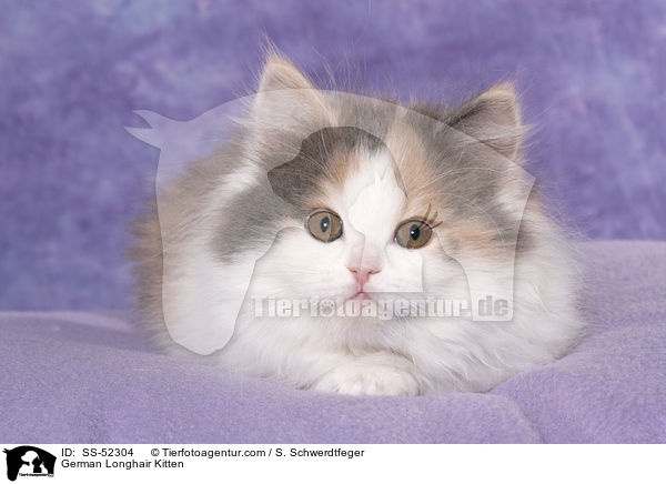 Deutsch Langhaar Ktzchen / German Longhair Kitten / SS-52304