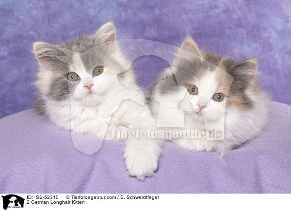 2 Deutsch Langhaar Ktzchen / 2 German Longhair Kitten / SS-52310