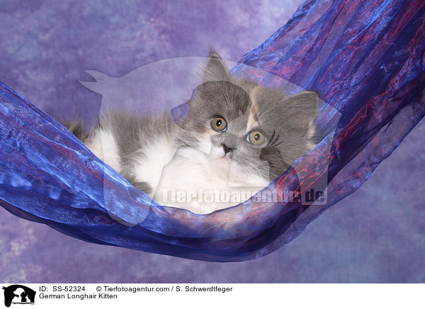Deutsch Langhaar Ktzchen / German Longhair Kitten / SS-52324
