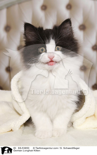 Deutsch Langhaar Ktzchen / German Longhair Kitten / SS-53850