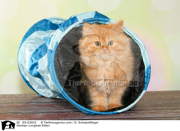 German Longhair Kitten / SS-53933