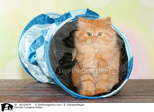 Deutsch Langhaar Ktzchen / German Longhair Kitten / SS-53934