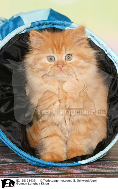 Deutsch Langhaar Ktzchen / German Longhair Kitten / SS-53935