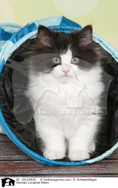 Deutsch Langhaar Ktzchen / German Longhair Kitten / SS-53939