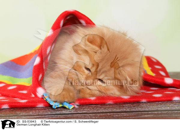 German Longhair Kitten / SS-53943