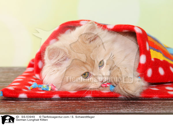 German Longhair Kitten / SS-53949