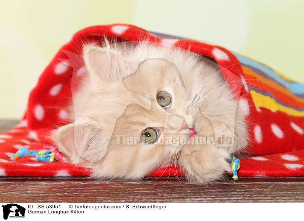 German Longhair Kitten / SS-53951