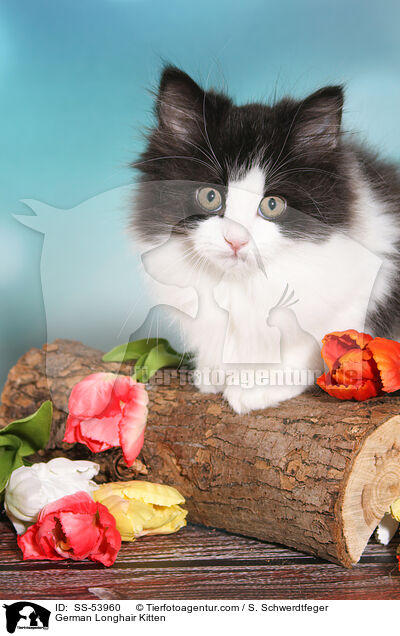 Deutsch Langhaar Ktzchen / German Longhair Kitten / SS-53960