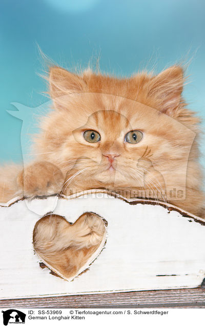 Deutsch Langhaar Ktzchen / German Longhair Kitten / SS-53969