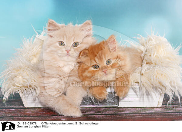 Deutsch Langhaar Ktzchen / German Longhair Kitten / SS-53978