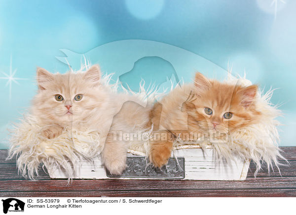 Deutsch Langhaar Ktzchen / German Longhair Kitten / SS-53979