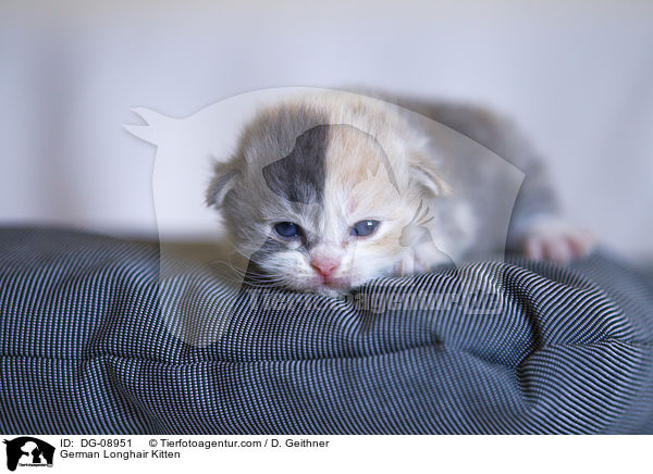 Deutsch Langhaar Ktzchen / German Longhair Kitten / DG-08951