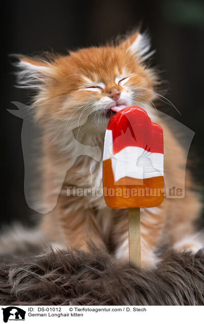 Deutsch Langhaar Ktzchen / German Longhair kitten / DS-01012