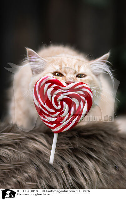 Deutsch Langhaar Ktzchen / German Longhair kitten / DS-01013