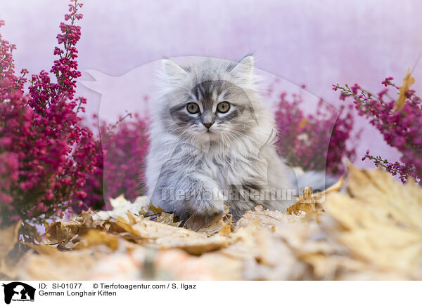 Deutsch Langhaar Ktzchen / German Longhair Kitten / SI-01077