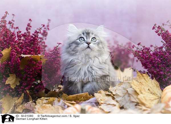 Deutsch Langhaar Ktzchen / German Longhair Kitten / SI-01080
