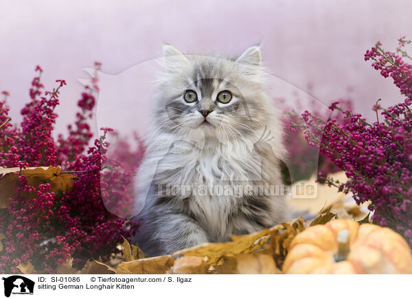 sitzendes Deutsch Langhaar Ktzchen / sitting German Longhair Kitten / SI-01086