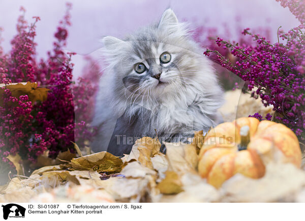 Deutsch Langhaar Ktzchen Portrait / German Longhair Kitten portrait / SI-01087