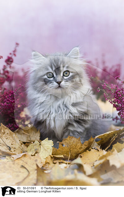 sitzendes Deutsch Langhaar Ktzchen / sitting German Longhair Kitten / SI-01091