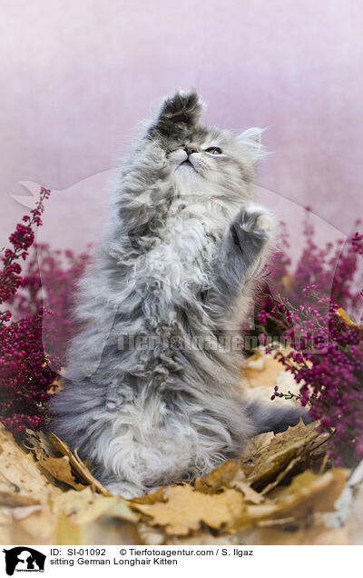 sitzendes Deutsch Langhaar Ktzchen / sitting German Longhair Kitten / SI-01092