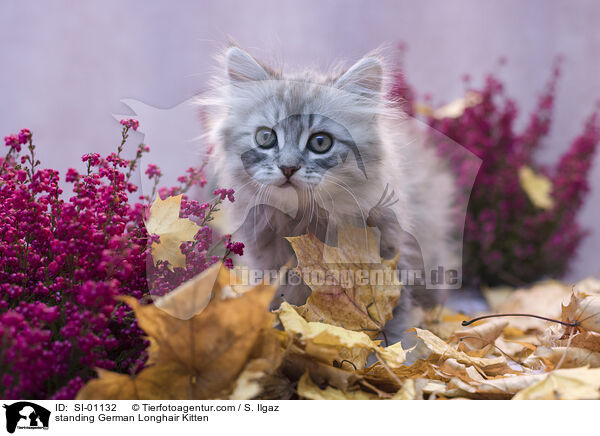 stehendes Deutsch Langhaar Ktzchen / standing German Longhair Kitten / SI-01132