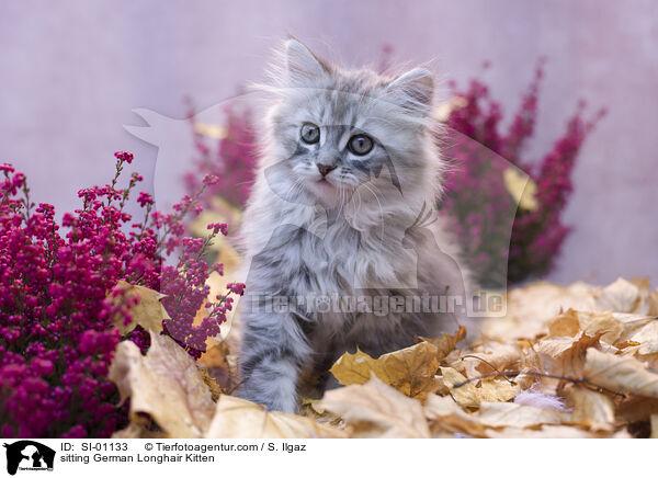 sitzendes Deutsch Langhaar Ktzchen / sitting German Longhair Kitten / SI-01133