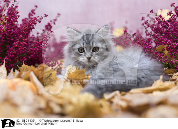 liegendes Deutsch Langhaar Ktzchen / lying German Longhair Kitten / SI-01135