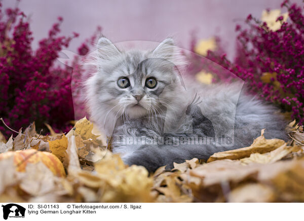 liegendes Deutsch Langhaar Ktzchen / lying German Longhair Kitten / SI-01143