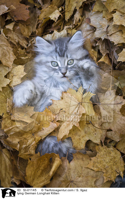 liegendes Deutsch Langhaar Ktzchen / lying German Longhair Kitten / SI-01145