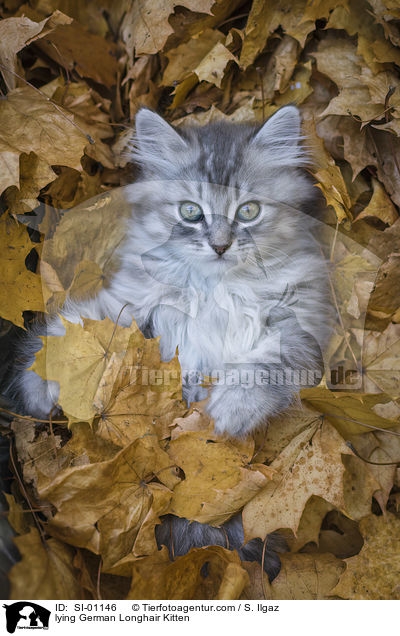 liegendes Deutsch Langhaar Ktzchen / lying German Longhair Kitten / SI-01146